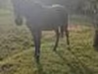 Cavalo, Anglo-Arabian — foto 8