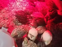 Quails — الصورة 5