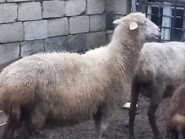 Sheep, Merino sheep