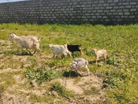 Goat, Goats — photo 4