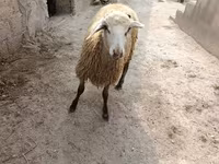 Qoç, Qoyunlar — foto 2