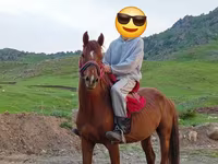 Koń, Anglo-Arabian — zdjęcie 1