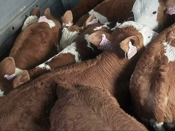 Bulle, Simmental cattle