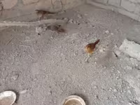 Quails — photo 1