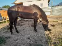 Mare, Horses — photo 2