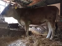 Krowa, Czerwonobiałe bydło — zdjęcie 2