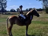 घोड़ा, Haflinger — फ़ोटो 8