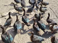 Domestic Muscovy — photo 1