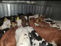 Touro, Simmental cattle — foto 3