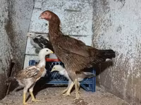 Chickens — الصورة 5