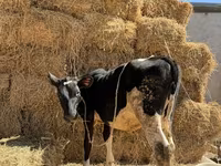Vaca, Russian Black pied cattle — foto 2