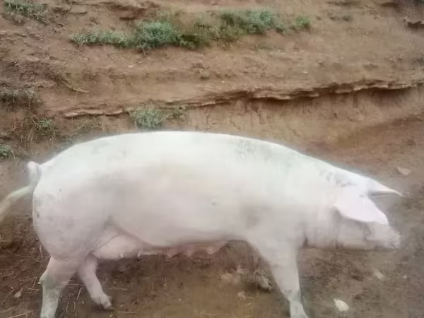 Säue, Крупная белая