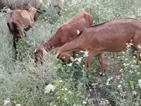 Koza, Nubian Goat — foto 5