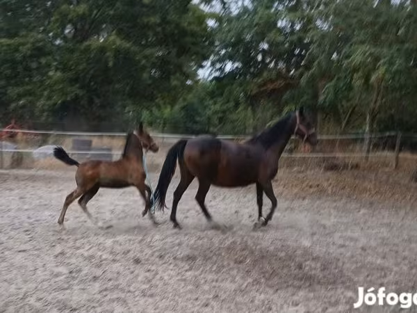 Klisna, Lipizzaner