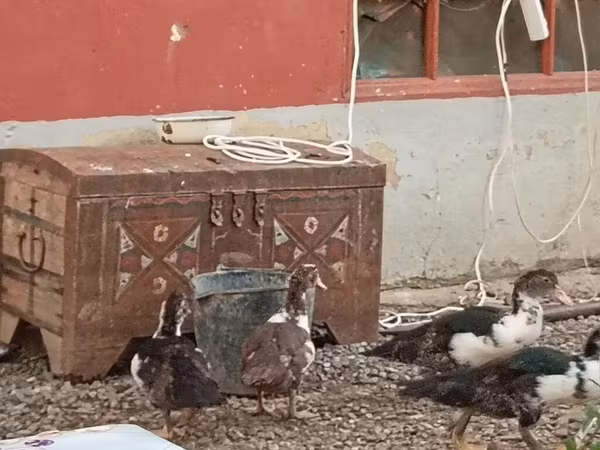 Ducks — Azerbaijan
