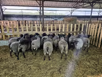 Sheep, Romanov sheep — photo 4