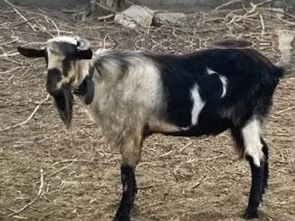 Bode, Cabras
