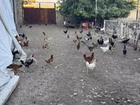Chickens — Foto 2