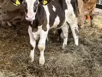 Byk, Russian Black pied cattle — zdjęcie 4
