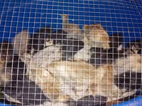 Turkeys — photo 1