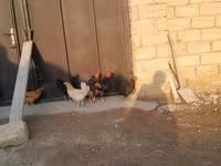 Chickens — Foto 5