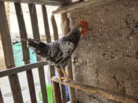 Chickens — foto 3