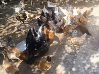 Chickens — foto 1