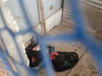Chickens — photo 2