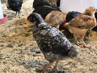 Chickens — photo 1