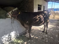 Vaca, Swiss cattle — foto 5