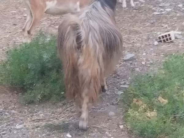 Goats (batch, sex not specified), Goats