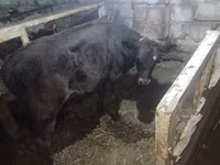 Toro, Aberdeen-Angus — foto 3