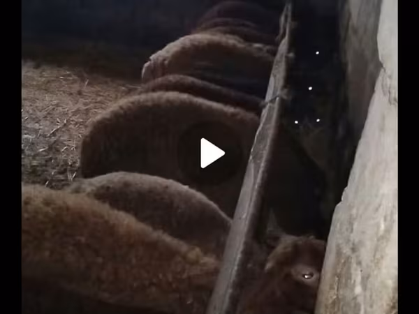 Sheep (batch, sex not specified), Sheep — Azerbaijan