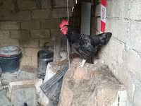 Chickens — الصورة 7