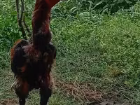 Chickens — photo 2