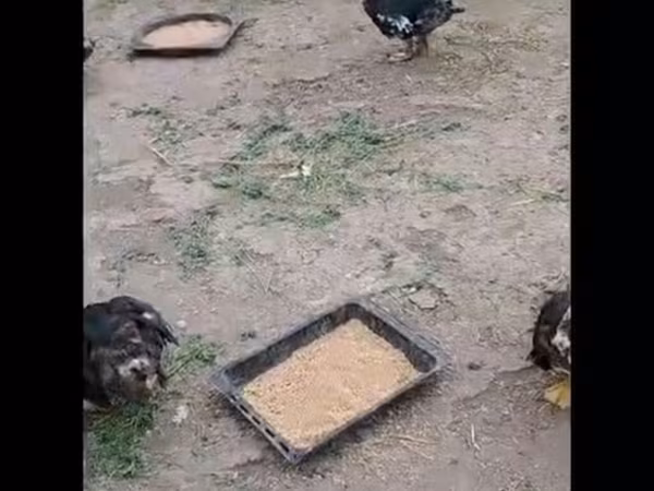 Ducks — Azərbaycan