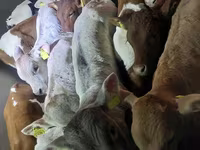 सांड, Simmental cattle — फ़ोटो 4