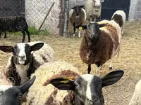 Qoç, Dorper sheep — foto 3