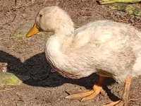 pato criollo doméstico — foto 2