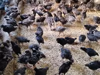 Chickens — foto 2