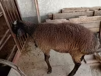 Qoç, Blackheaded Persian sheep — foto 1