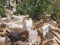 Geese — photo 1