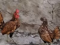 Bantam — photo 3