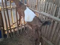 Dişi keçi, Nubian Goat — foto 7