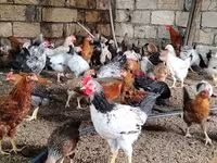 Chickens — photo 7
