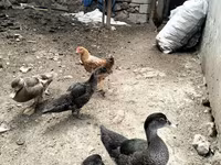 Ev Muskovisi — foto 1