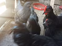 جيرسي جاينت — الصورة 3