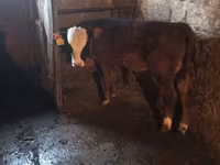 Kuh, Simmental cattle — Foto 5