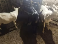 Cabro, Cabras — foto 1