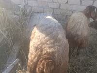 Ram, Sheep — photo 6